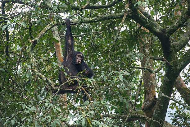 Chimps In Nyungwe Forest